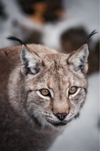 tumblr_6c841a6041e16423ffa8e06ba4092195_69a8ad98_540