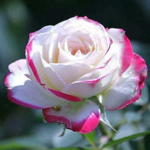 07:30:10 GMT-0500 (CDT)