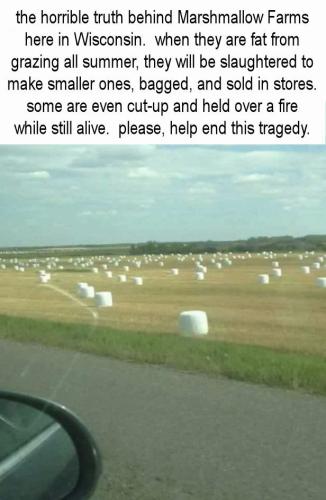 marshmallow farms