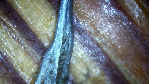 Max Morphing Rod Pods (13)