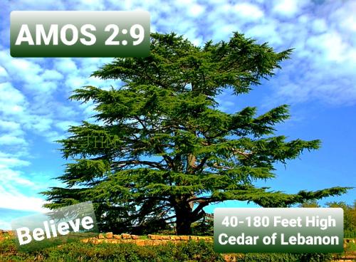 lebanese-cedar630