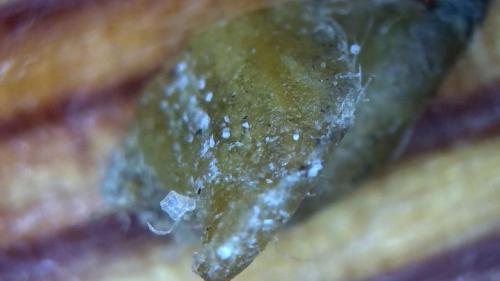 Toe Banding Rod with Carbon Buffer Blow Ou (5)