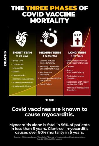 three phases of covid vaccine mortality short term medium term long term 10 years genocide jab myocarditis 80 percent mortality