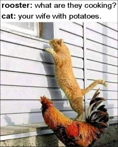 what are they cooking