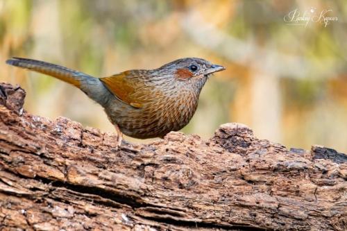 255855949_4681719358537831_5315033304472909012_n