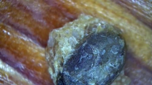 Buffer Released Carbon Node Pockets (10)