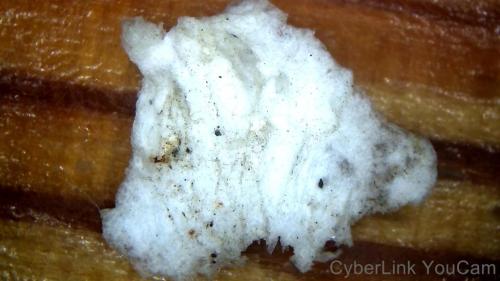 Buffered Out Nano Polymer Core and Buffered Polymer Bio Film Patch