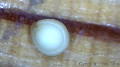 Buffered Out Nano Polymer Core (2)