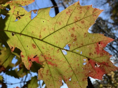 B4E43FF7-D2EC-4803-8B74-1A37F2A6B59E