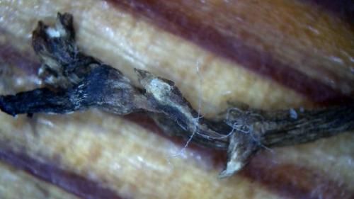 Carbon Fullerene Rods