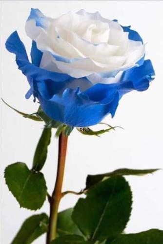 07:11:29 GMT-0600 (CST)