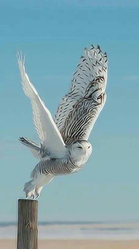 tumblr_1cc590681b26811c1f131c5c9f1f7241_ebe33e27_540