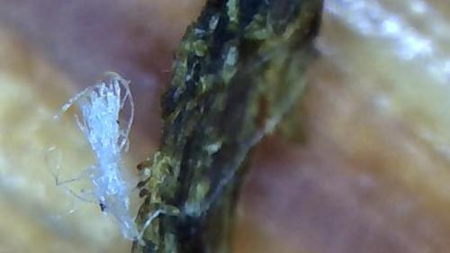 Internal Fullerene Banding Rod (3)