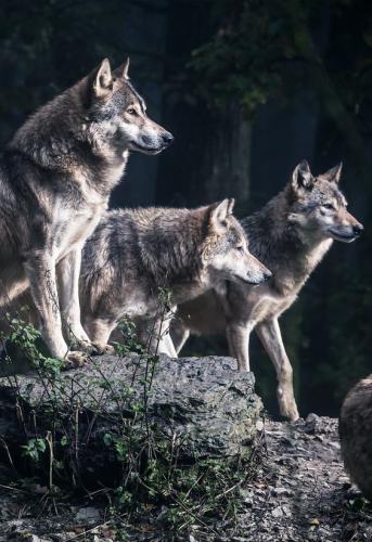 f66f533ae11ce8334527c2d06cb585bd