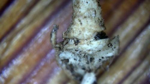 Major Fullerene Polymer Fiber Rod (11)