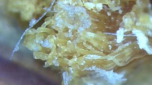 Salve and Buffer Bath Release (8)