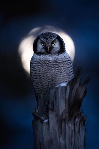 tumblr_12114f527c385e4dffdb28c5d737c03b_210ee25e_540