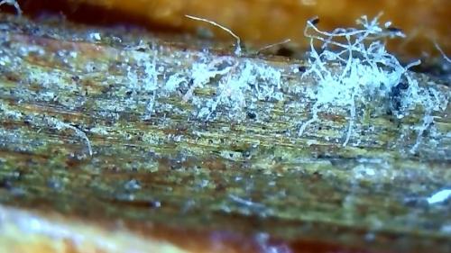 Very Developed Fibre Rod (9)