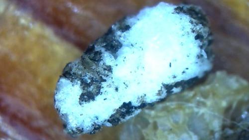 Buffer Released Carbon Node Pockets (17)