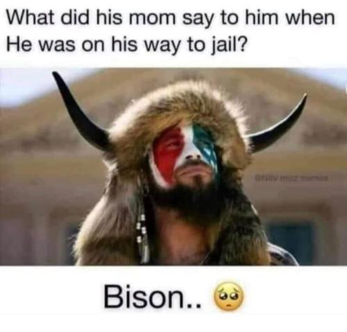 bison