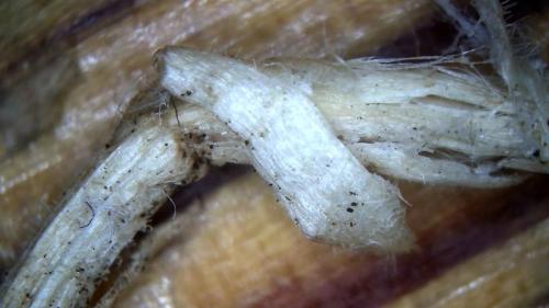 Major Fullerene Polymer Fiber Rod (15)