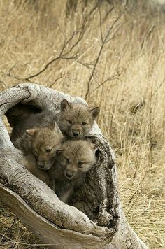 94501adc7291e00cb020171efa38acd4