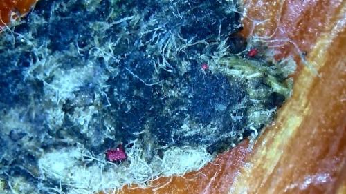 Toe Banding Fiber Ball Carbon Slab