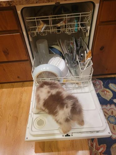 Heidi Dishwasher