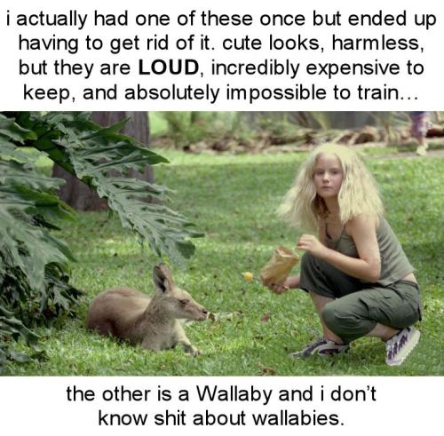 wallaby00