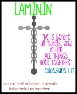 laminin