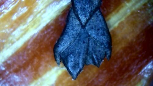 Carbon Morph Plant Genome Pod. (2)