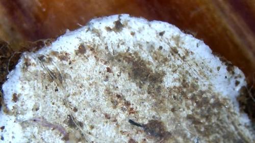 Buffer Dissolved Polymer Node Cap (11)