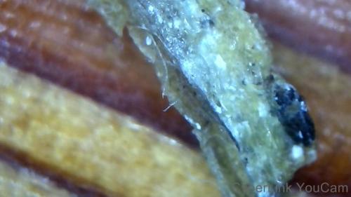 Crazy Nano Rod Node (6)