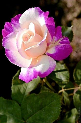 19:27:31 GMT-0600 (CST)