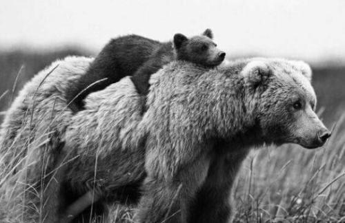 tumblr_pfa7zq7spn1xvlnsho1_540