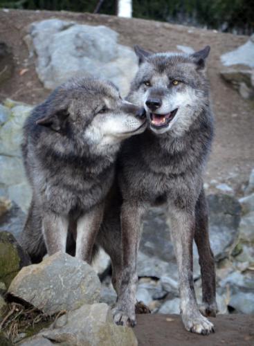 tumblr_d27224dc87aa0ff9c455764e47779af1_469de9ce_540