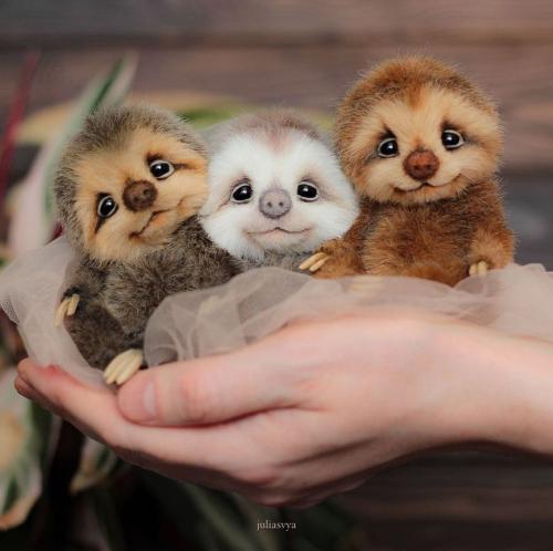Baby sloths