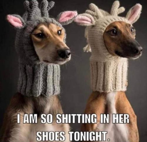 im so going to shit on her shoes tonight