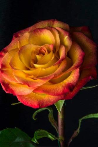 11:34:57 GMT-0600 (CST)