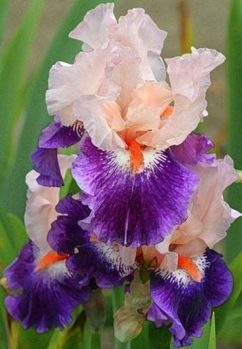 20:06:49 GMT-0600 (CST)