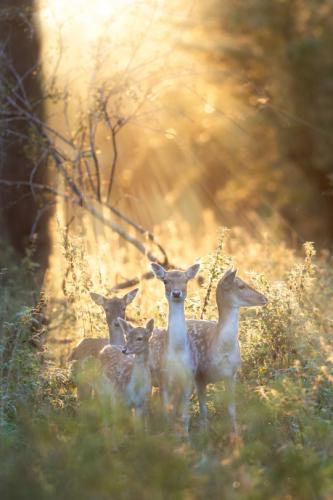 tumblr_574d99ce9151475f2f06315d503b561c_414f6568_540