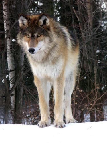 575e8833269b30ba13afefe8c2076e3f