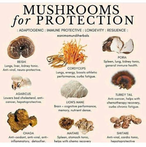 Mushroom for health