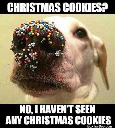 NO COOKIES