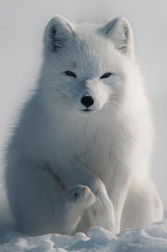 tumblr_411b8aadecc7b32ac939f1858313b434_c768f825_540