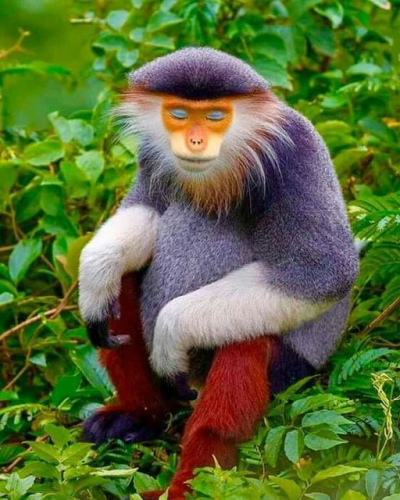 !  Red-shanked Duoc (Pygathrix nemaeus) primate