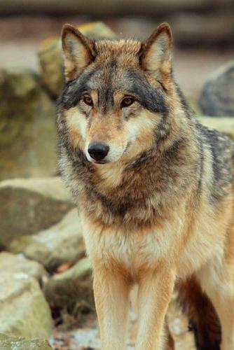 82aec2cd2f99e0a39380588f9485d793