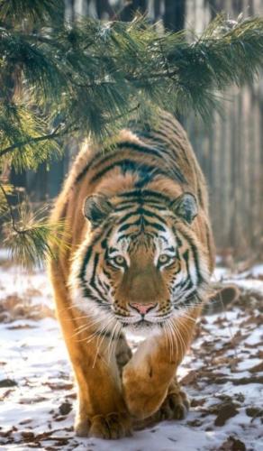 tumblr_42a0c6fb6e8fde89e95897ce38202b2c_056ed535_640