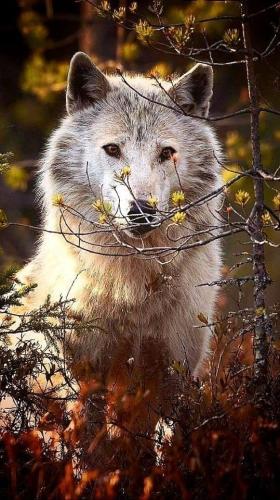 tumblr_5d067dd4c8f7de27ac808344189802a4_ea9b40e6_640