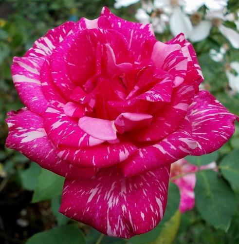 21:09:01 GMT-0600 (CST)